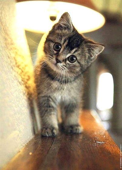 娱乐吃瓜酱小奶猫,揭秘娱乐圈那些不为人知的幕后故事